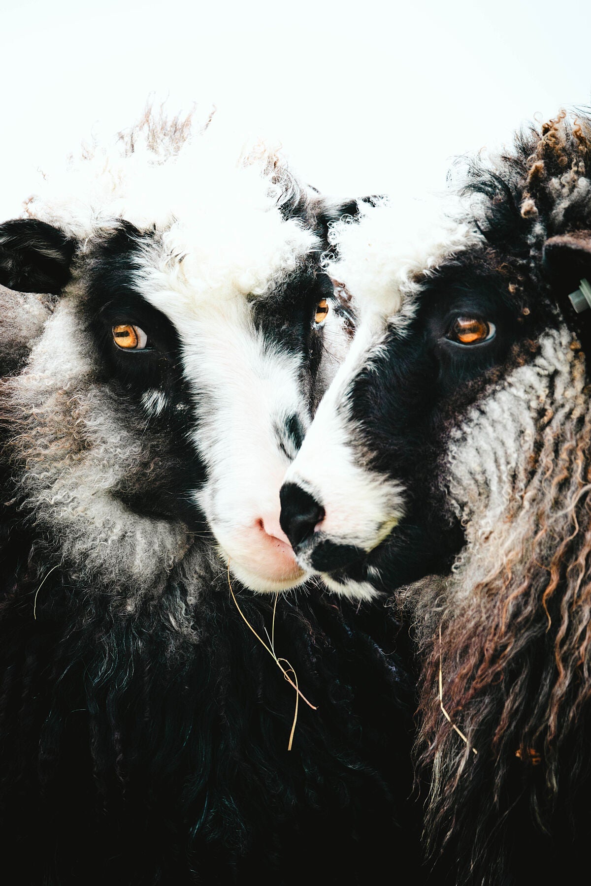 AHLPRINTING sheep photos