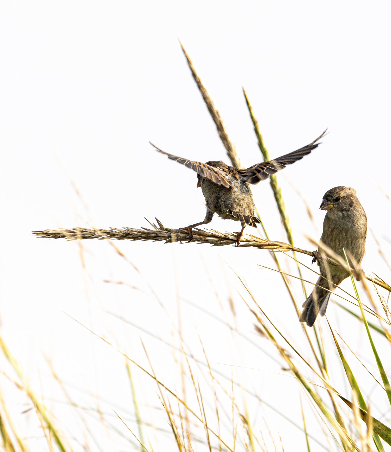 AHLPRINTING bird photos